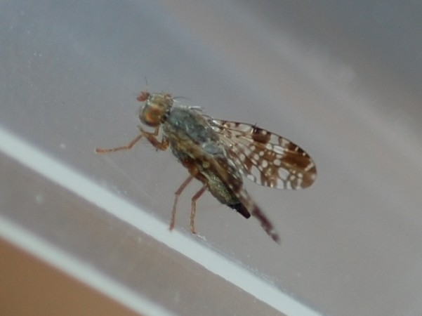 Tephritis vespertina &copy; VANSTEENE Nicolas