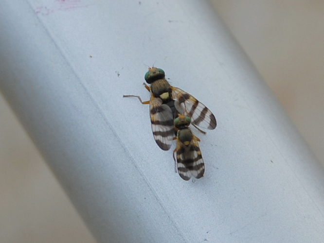 Urophora solstitialis &copy; VANSTEENE Nicolas