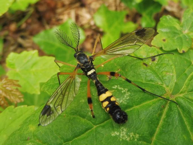 Ctenophora festiva &copy; LEGRIS Sébastien