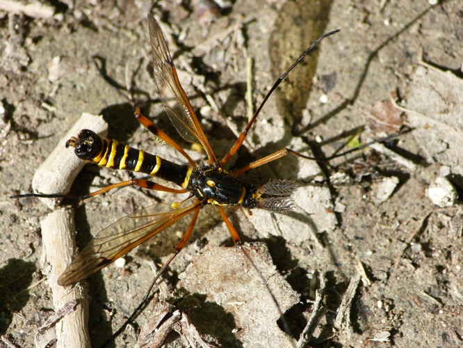 Ctenophora flaveolata &copy; BARBIER Simon