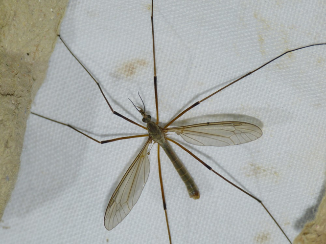 Tipula paludosa &copy; BARBIER Simon