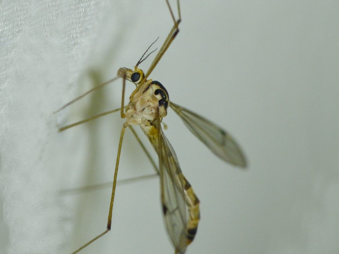 Nephrotoma analis &copy; BARBIER Simon