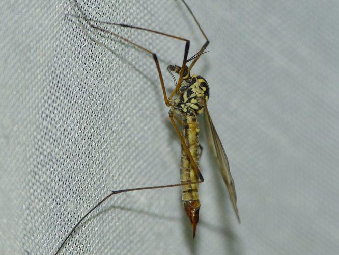 Nephrotoma appendiculata &copy; BARBIER Simon