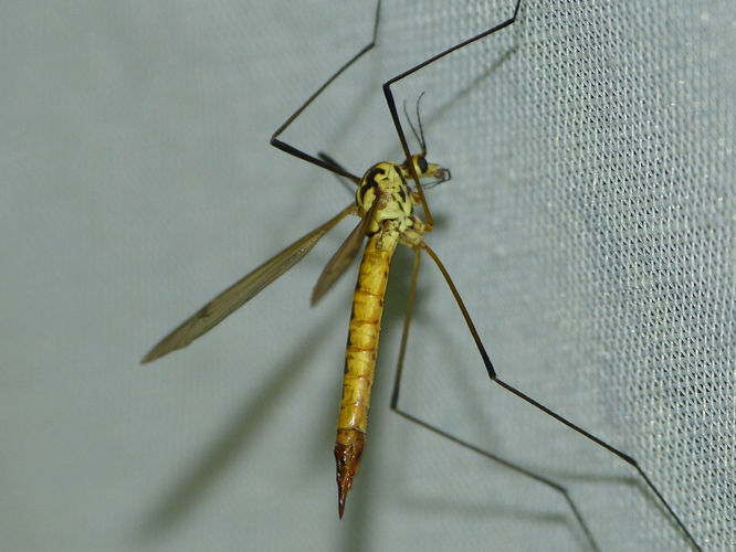 Nephrotoma flavescens © BARBIER Simon