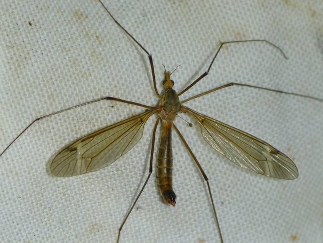 Tipula fascipennis &copy; BARBIER Simon