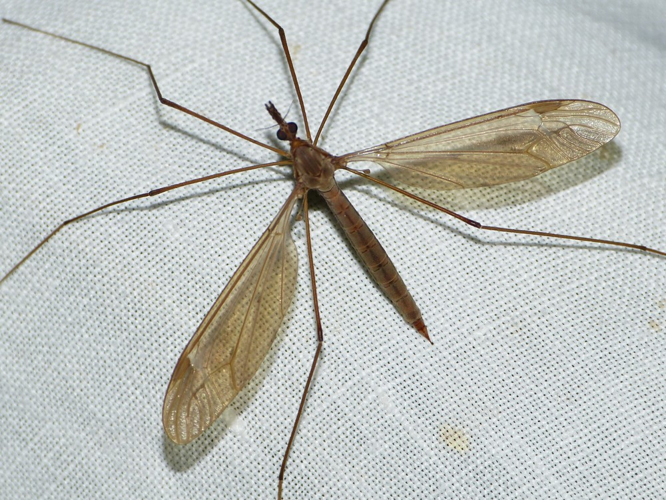 Tipula fulvipennis &copy; BARBIER Simon
