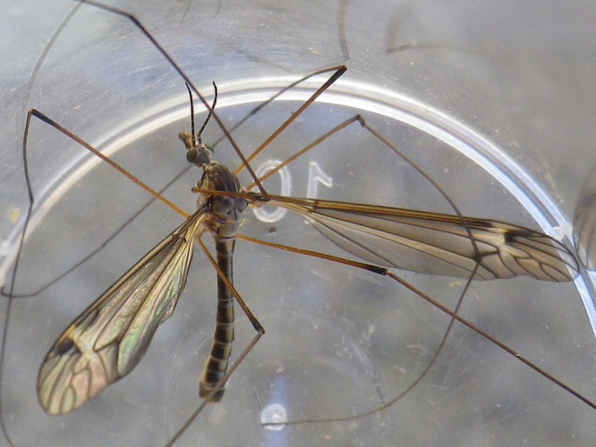 Tipula lateralis &copy; HALLART Guénael