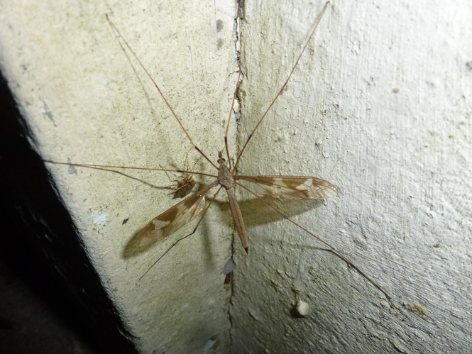 Tipula maxima &copy; MAILLIER Sébastien