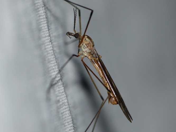 Tipula obsoleta &copy; BARBIER Simon