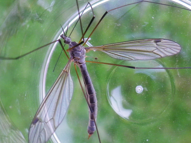 Tipula pruinosa &copy; HALLART Guénael