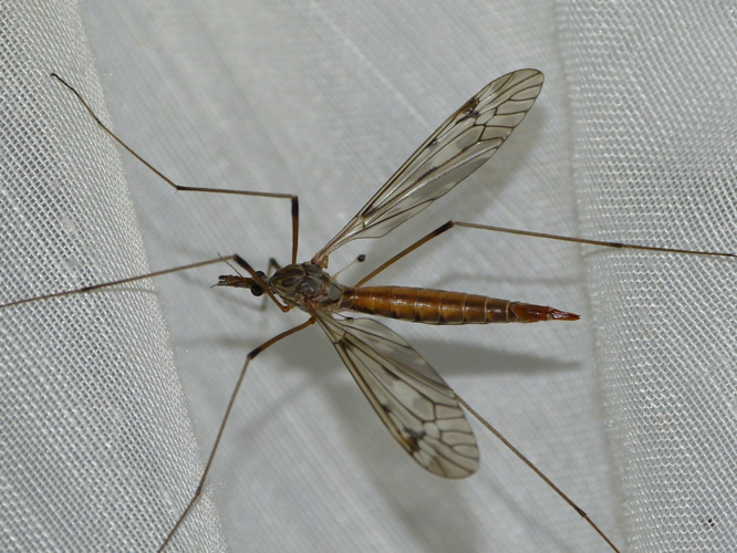 Tipula scripta &copy; BARBIER Simon