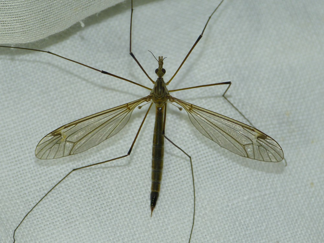 Tipula selene &copy; BARBIER Simon