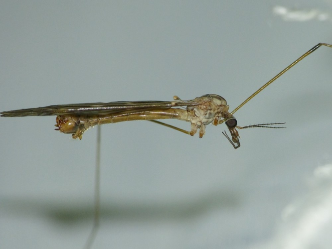 Tipula signata &copy; BARBIER Simon