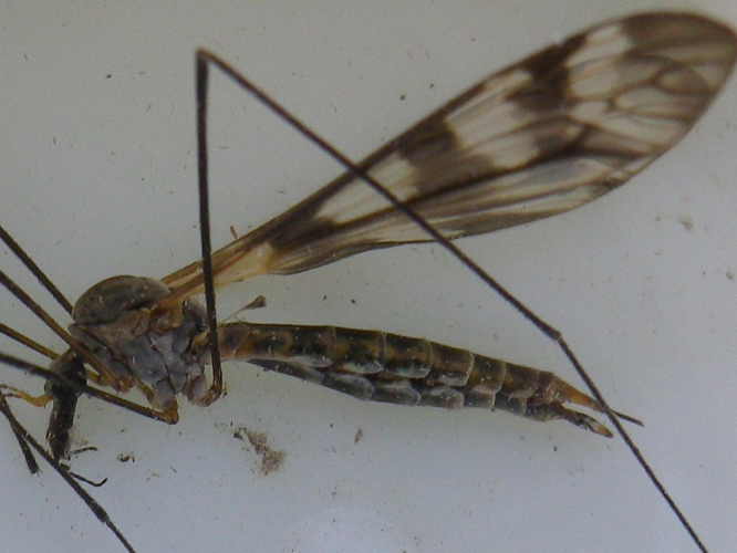 Tipula trifascingulata &copy; HALLART Guénael
