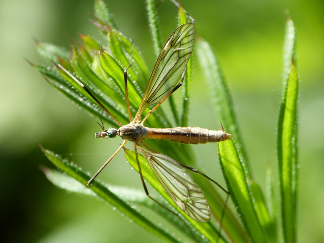 Tipula vernalis &copy; BARBIER Simon