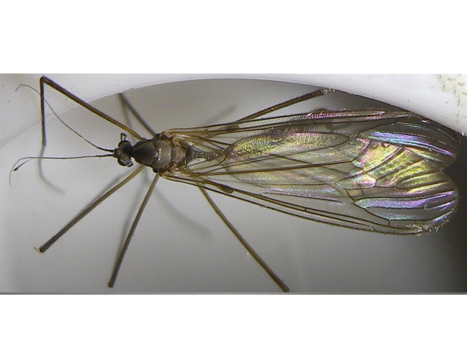 Trichocera major &copy; HALLART Guénael