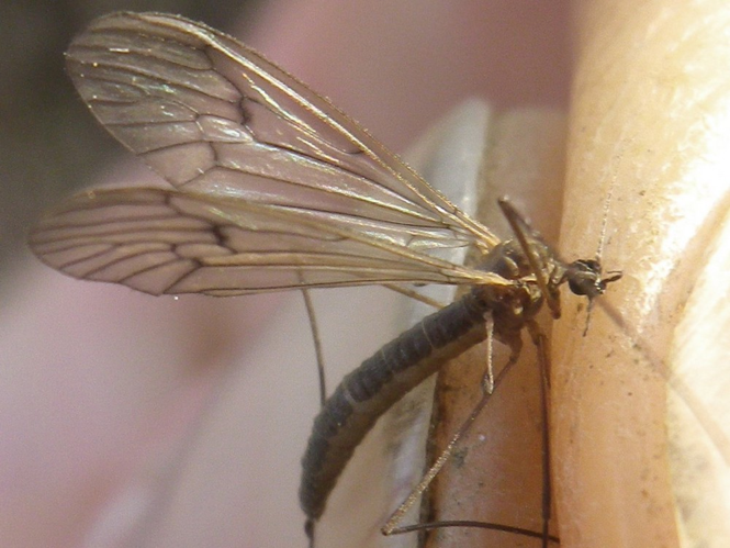 Trichocera regelationis &copy; HALLART Guénael