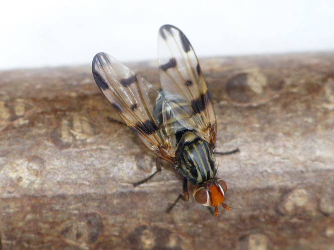 Otites jucunda &copy; BARBIER Simon