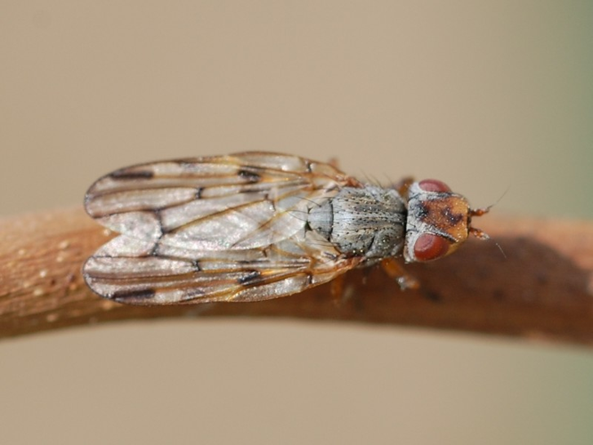 Otites nebulosa &copy; VANSTEENE Nicolas