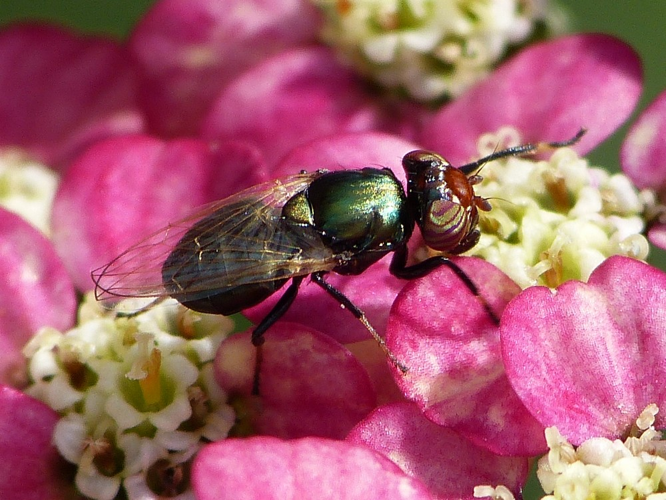 Physiphora alceae &copy; BARBIER Simon