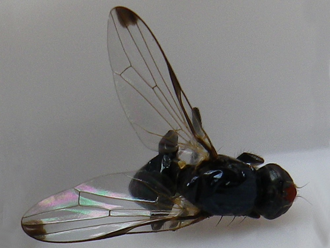 Seioptera vibrans &copy; HALLART Guénael