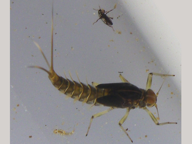 Baetis rhodani &copy; HALLART Guénael