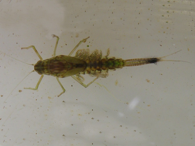 Cloeon dipterum © HALLART Guénael