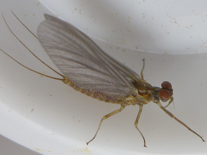 Serratella ignita &copy; HALLART Guénael