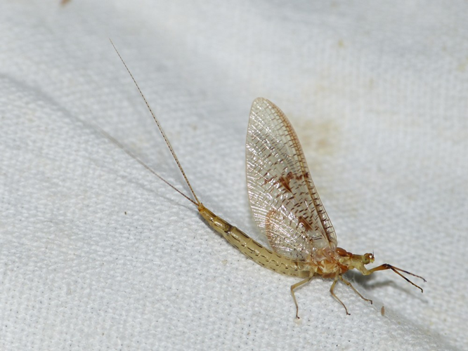 Ephemera glaucops &copy; BARBIER Simon