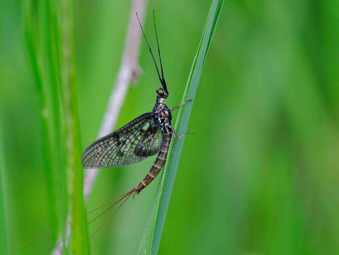 Ephemera vulgata &copy; MATHOT William