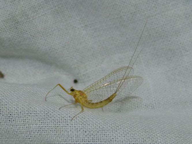 Heptagenia sulphurea &copy; BARBIER Simon