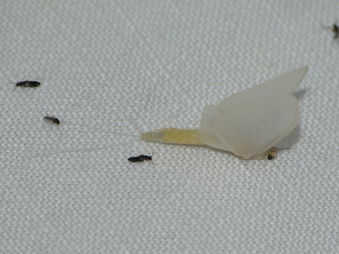 Ephoron virgo &copy; BARBIER Simon