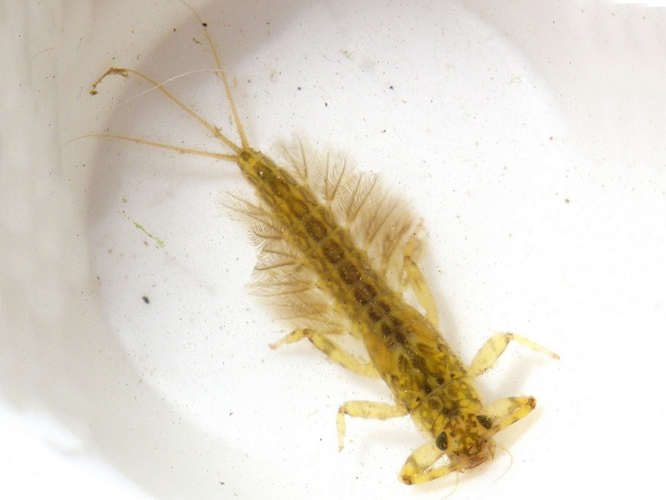 Potamanthus luteus &copy; HALLART Guénael