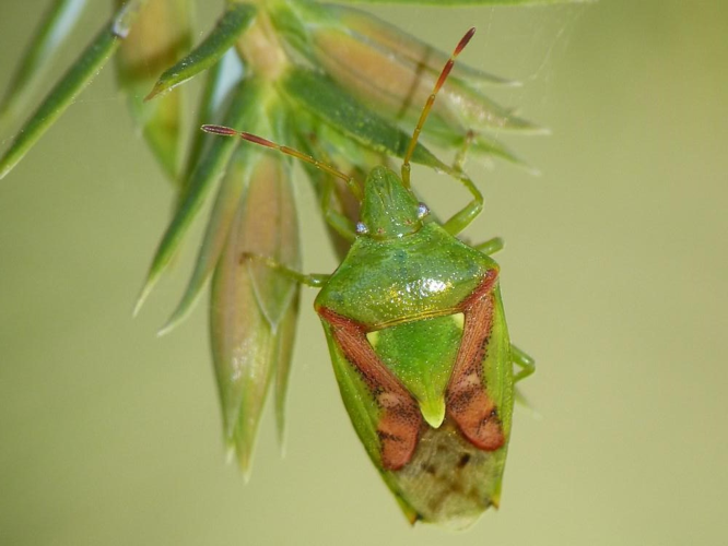 Cyphostethus tristriatus &copy; BARBIER Simon