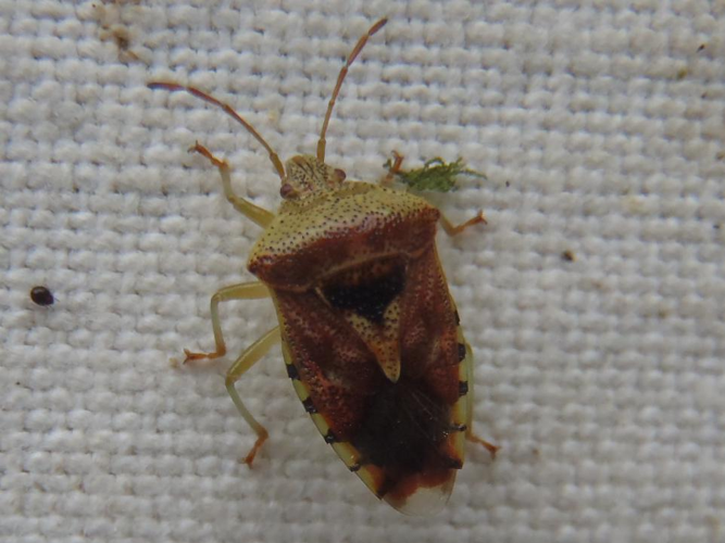 Elasmucha grisea &copy; HALLART Guénael