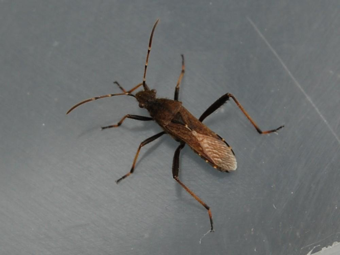 Alydus calcaratus &copy; VANSTEENE Nicolas