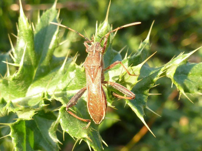 Camptopus lateralis &copy; T'FLACHEBBA Mathieu