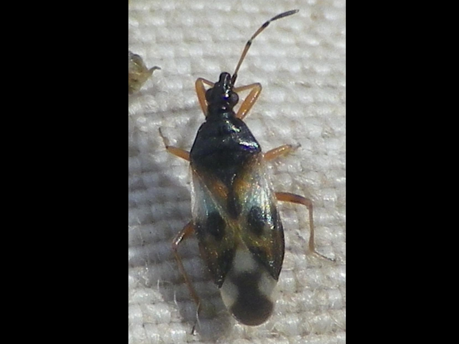 Anthocoris nemorum &copy; HALLART Guénael