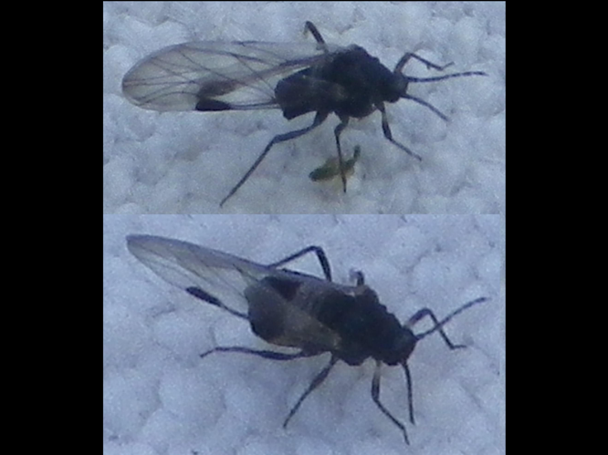 Anoecia corni &copy; HALLART Guénael