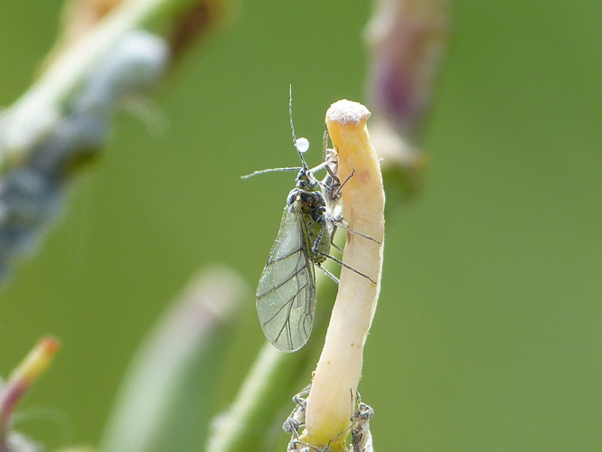 Brevicoryne brassicae &copy; BARBIER Simon