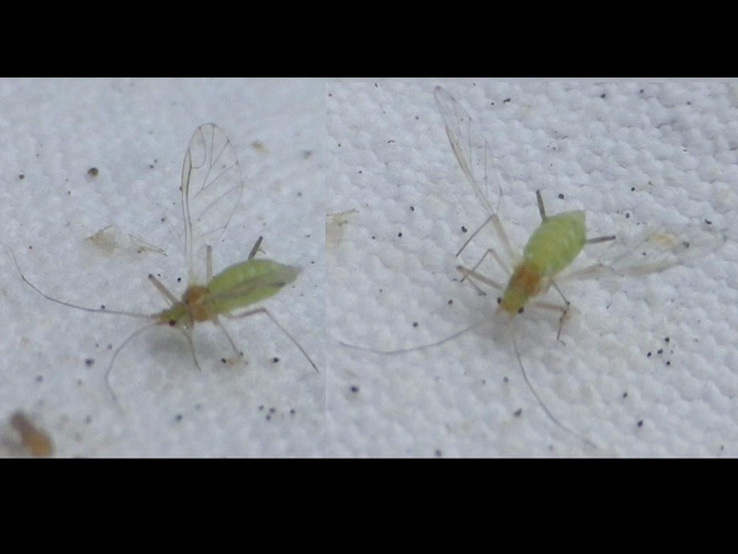 Drepanosiphum platanoidis &copy; HALLART Guénael