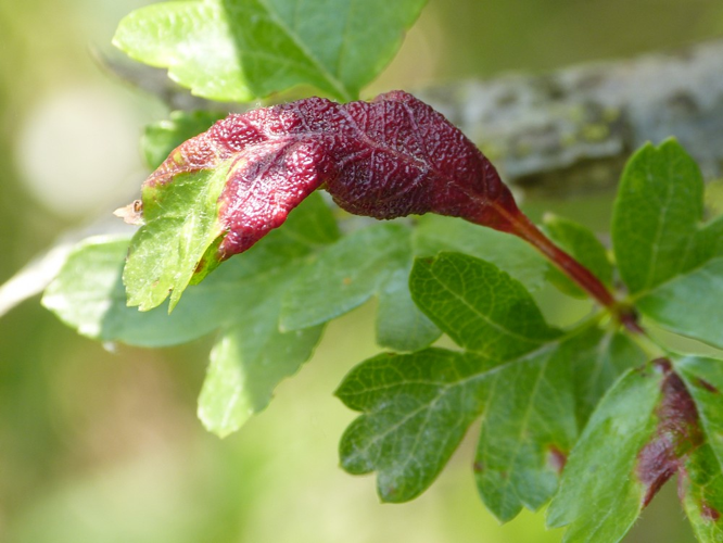 Dysaphis crataegi &copy; BARBIER Simon