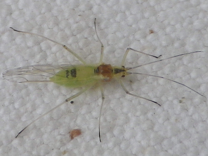 Euceraphis punctipennis &copy; HALLART Guénael