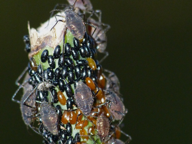 Maculolachnus submacula &copy; BARBIER Simon