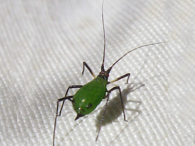 Megoura viciae &copy; HALLART Guénael