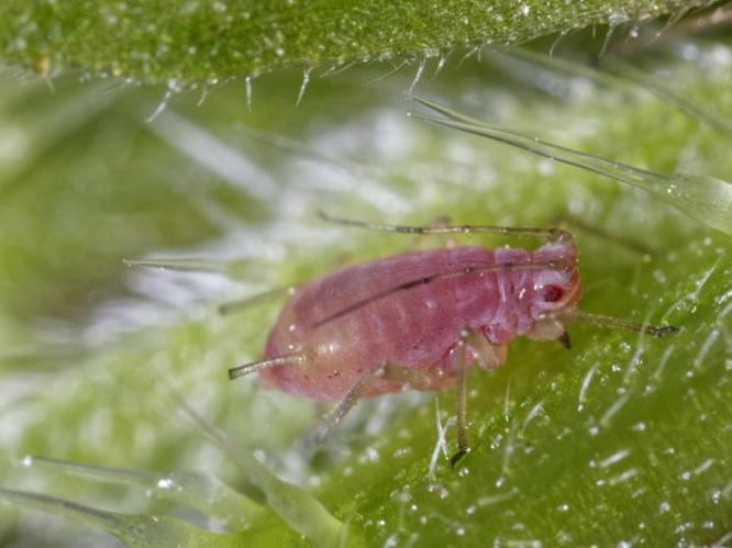 Microlophium carnosum &copy; DANTEN Benoit