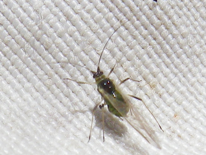 Myzus persicae &copy; HALLART Guénael