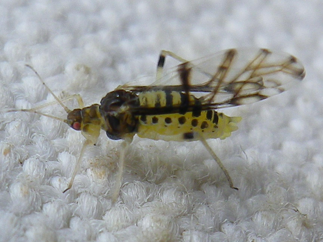 Panaphis juglandis &copy; HALLART Guénael