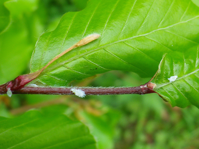 Phyllaphis fagi &copy; HALLART Guénael