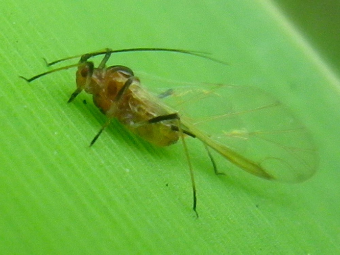 Sitobion avenae &copy; HALLART Guénael